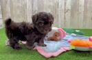 Playful Shih Poo Poodle Mix Puppy