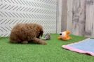 Poodle Pup Being Cute
