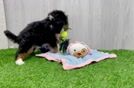 Best Mini Bernedoodle Baby