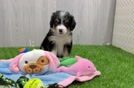 Cute Mini Bernedoodle Baby
