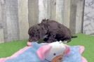 Adorable Labrapoo Poodle Mix Puppy