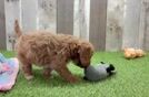 Cavapoo Pup Being Cute