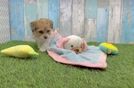 Popular Havapoo Poodle Mix Pup