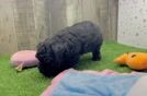 Funny Havapoo Poodle Mix Pup