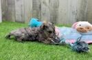 Meet Homer - our Yorkie Poo Puppy Video