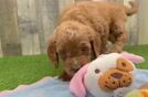 Best Mini Goldendoodle Baby