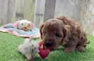 Adorable Cavalier King Charles Spaniel and Poodle Mix Poodle Mix Puppy