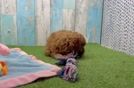 Energetic Golden Doodle Poodle Mix Puppy