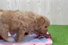 Best Maltipoo Baby