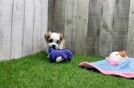Funny Teddy Bear Designer Pup