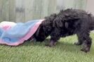 Meet Koby - our Mini Aussiedoodle Puppy Video
