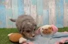 Meet Desi - our Mini Bernedoodle Puppy Video