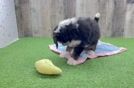 Mini Bernedoodle Pup Being Cute