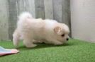 Maltipom Pup Being Cute
