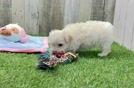 Meet Wonton - our Maltipoo Puppy Video