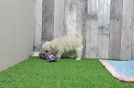 Maltipoo Pup Being Cute