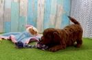 Sweet Mini Goldendoodle Baby