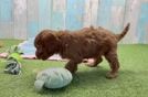 Playful Cavapoodle Poodle Mix Puppy