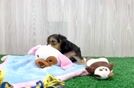 Best Yorkie Poo Baby