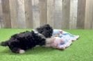 Mini Bernedoodle Puppy for Adoption