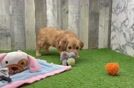 Playful Mini Groodle Poodle Mix Puppy