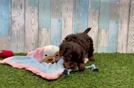 Meet Red - our Cavapoo Puppy Video