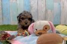 Meet Marcelo - our Cavapoo Puppy Video