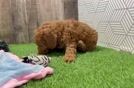Small Mini Goldendoodle Baby