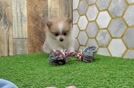 Energetic Pom Dog Purebred Puppy