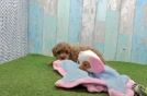 Meet Pocahontas - our Cavapoo Puppy Video
