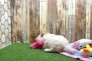 Meet Kara - our Maltipoo Puppy Video