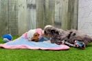 Hypoallergenic Aussiepoo Poodle Mix Puppy