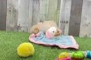 Energetic Moodle Poodle Mix Puppy