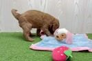 Meet Baker - our Mini Goldendoodle Puppy Video