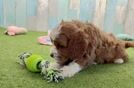 Meet Kellen - our Cavapoo Puppy Video