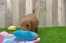 Mini Goldendoodle Puppy for Adoption