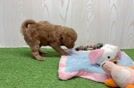 Meet Charlotte - our Mini Goldendoodle Puppy Video