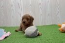 Adorable Mini Irishdoodle Poodle Mix Puppy