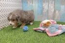 Mini Bernedoodle Pup Being Cute