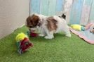 Shorkie Puppy for Adoption