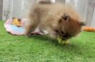 Pomeranian Puppy for Adoption