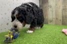 Energetic Bernese Doodle Poodle Mix Puppy
