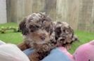 Friendly Poodle Purebred Pup