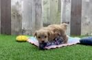 Small Maltipoo Baby