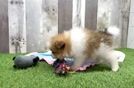 Meet Pippen - our Pomeranian Puppy Video