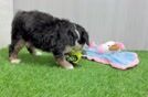 Meet Fabio - our Mini Bernedoodle Puppy Video