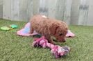 Meet Nicholson - our Cavapoo Puppy Video