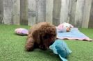 Mini Goldendoodle Puppy for Adoption
