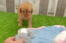 Playful Cavapoodle Poodle Mix Puppy