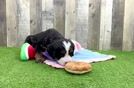 Meet Gaza - our Mini Bernedoodle Puppy Video